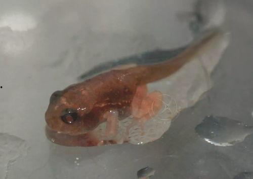 蝌蚪国产,揭开神秘国度的神秘面纱 第3张 蝌蚪国产,揭开神秘国度的神秘面纱 第3张