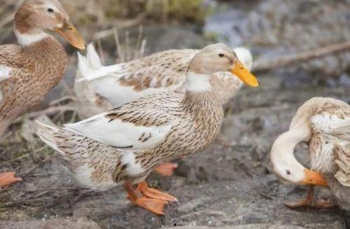 鸭子国产视频,鸭子的趣味生活大揭秘 第3张 鸭子国产视频,鸭子的趣味生活大揭秘 第3张