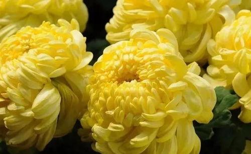 国产爆菊花,绽放民族特色的创新之花 第2张 国产爆菊花,绽放民族特色的创新之花 第2张