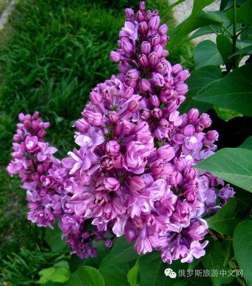 丁香六月激情国产,丁香六月的辉煌篇章 第3张 丁香六月激情国产,丁香六月的辉煌篇章 第3张